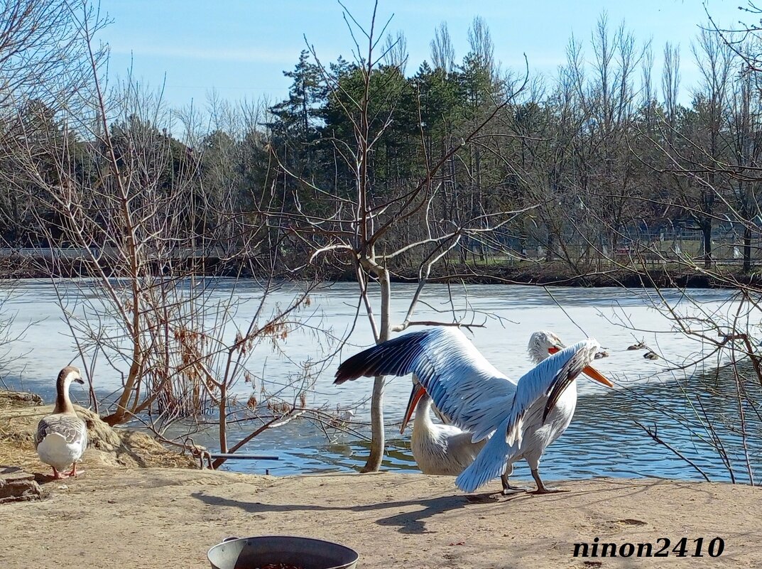 Март в ростовском зоопарке - Нина Бутко