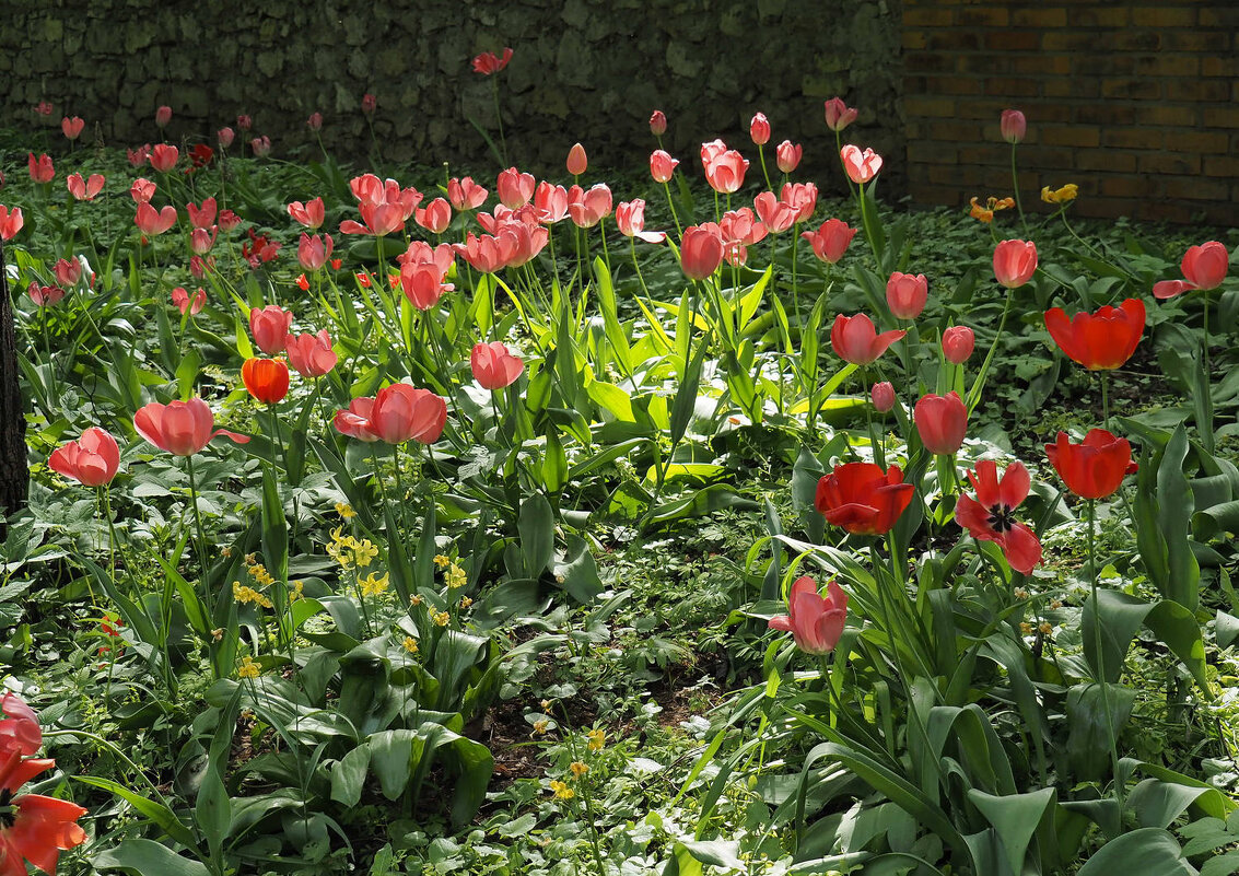 Цветы в Аптекарском огороде - Мария К. Цветы в Аптекарском огороде - Мария К.