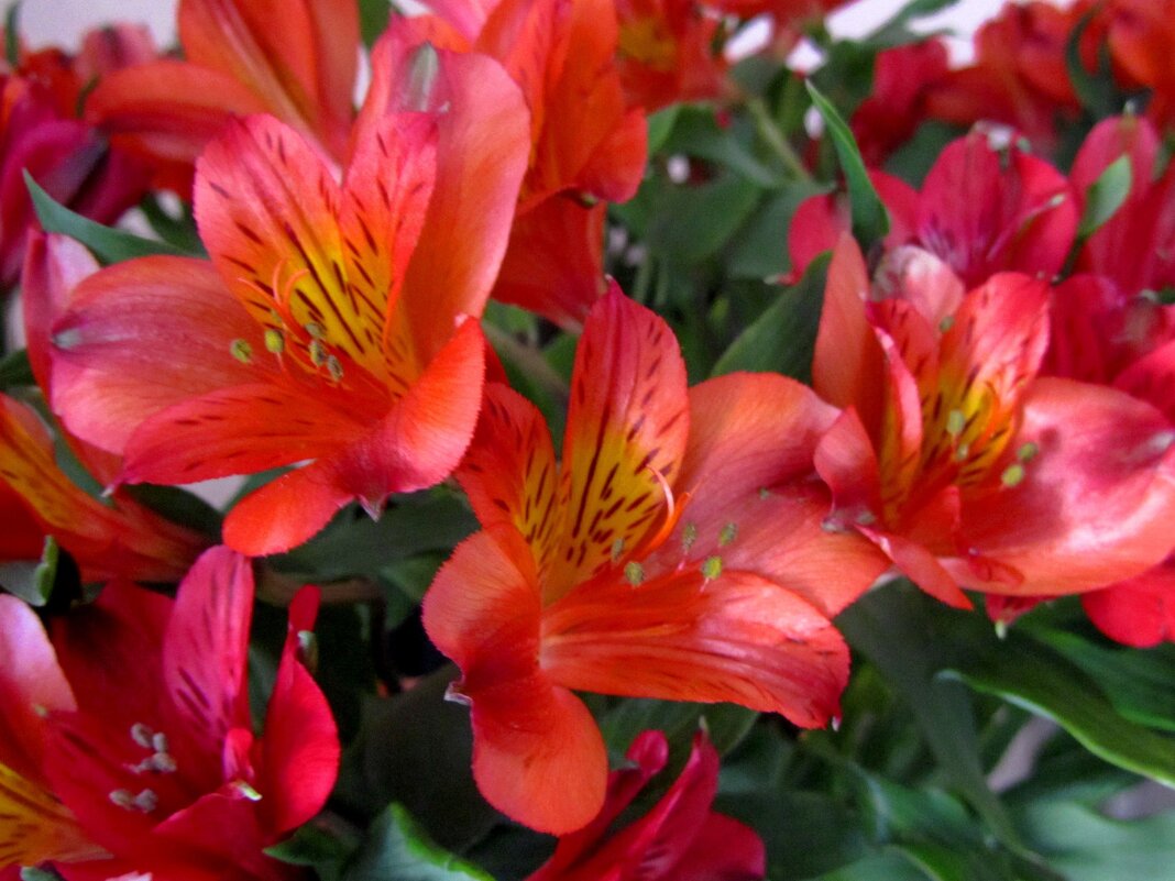 Альстромерии - Сергей Карачин