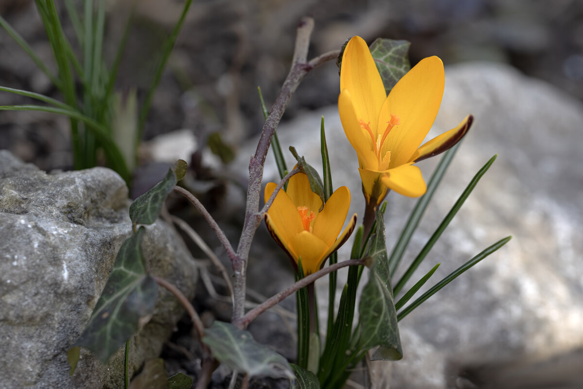 Открывает калитку приветливый Крым... - Валерий Басыров