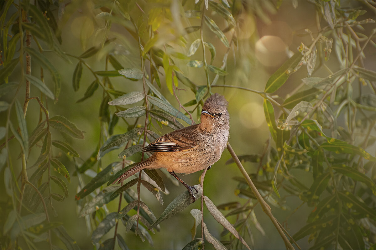 Канастеро - Svetlana Galvez