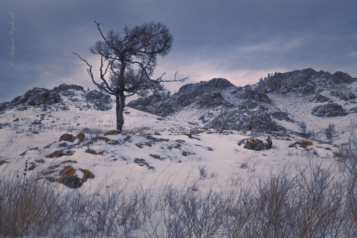 Одинокая лиственница у подножья Амоги. - Николай Привалов