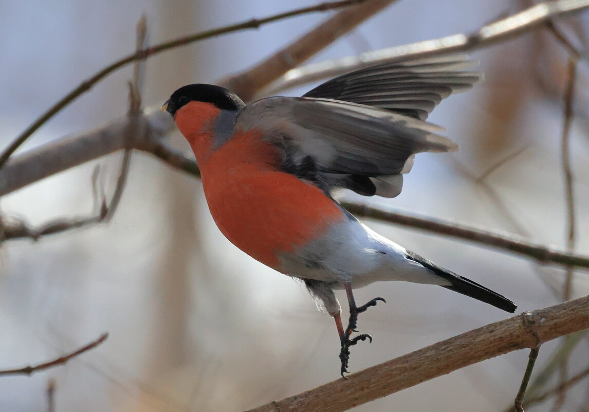 *** - Владилен Панченко