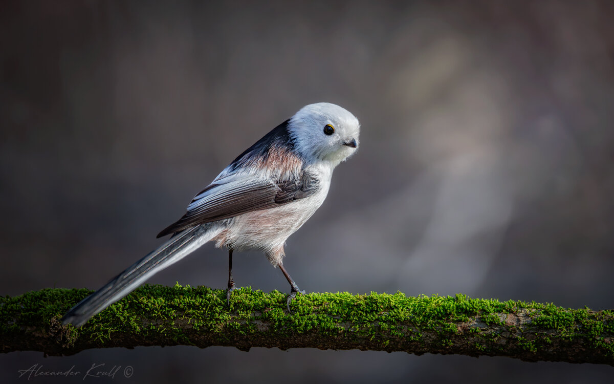 Оглянуться... - Александр К.