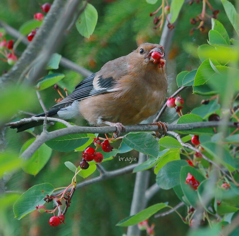 насыщение... - Andrey Bragin 