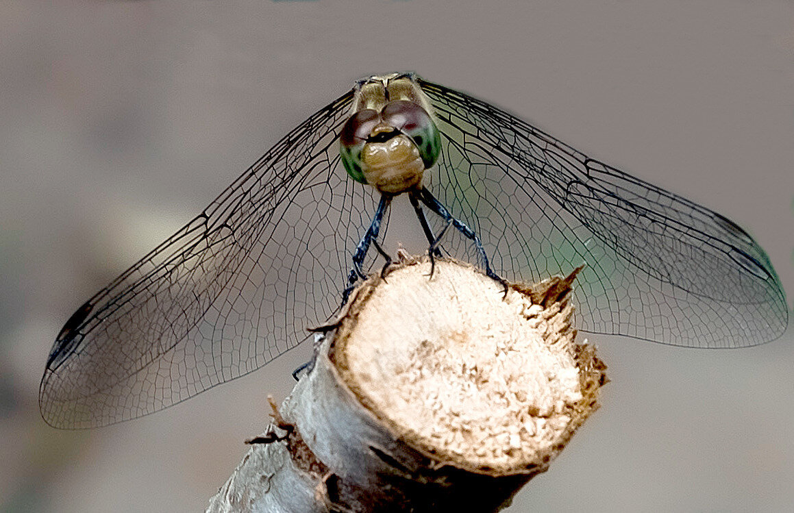 в ожидании  добычи - Aleksandr .