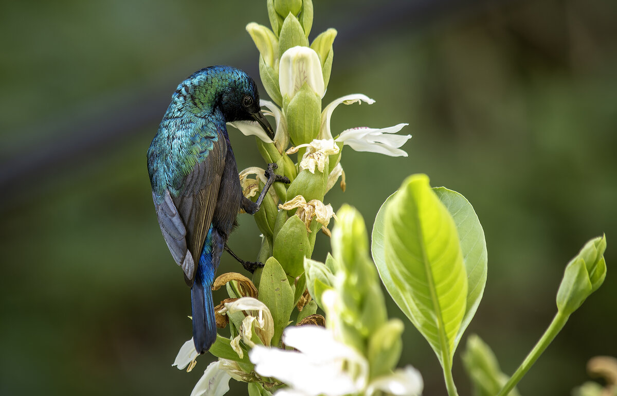 Палестинская нектарница. - Alexander Amromin