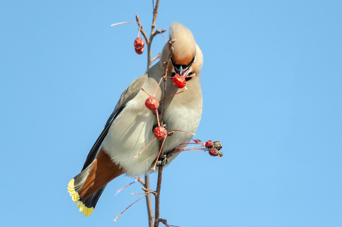 Свиристель - Виктор Иванович Чернюк