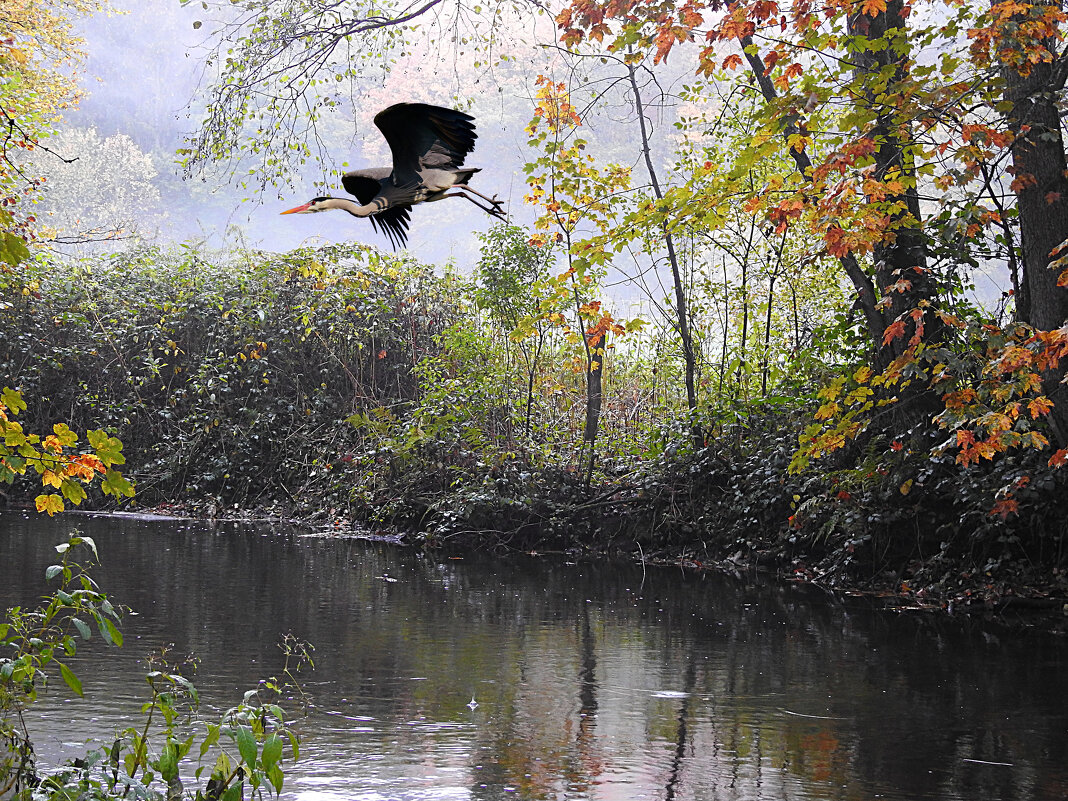 В поисках рыбёшки - Valziwa 