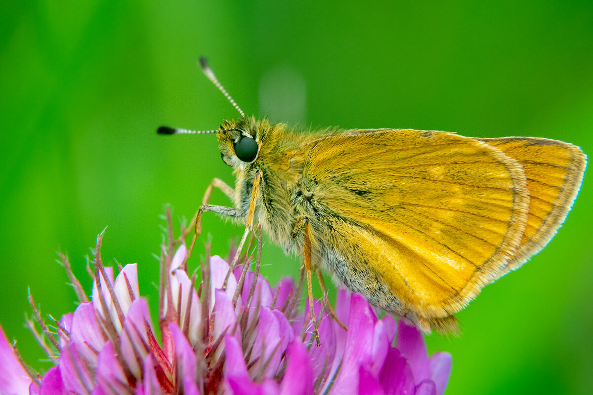 Летнее макро. - Владимир Лазарев