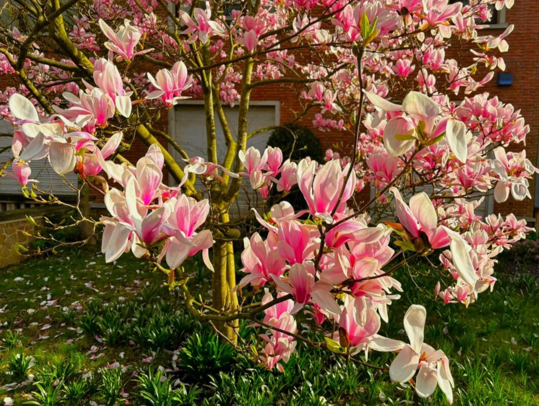 Магнолия Суланжа - Aida10 