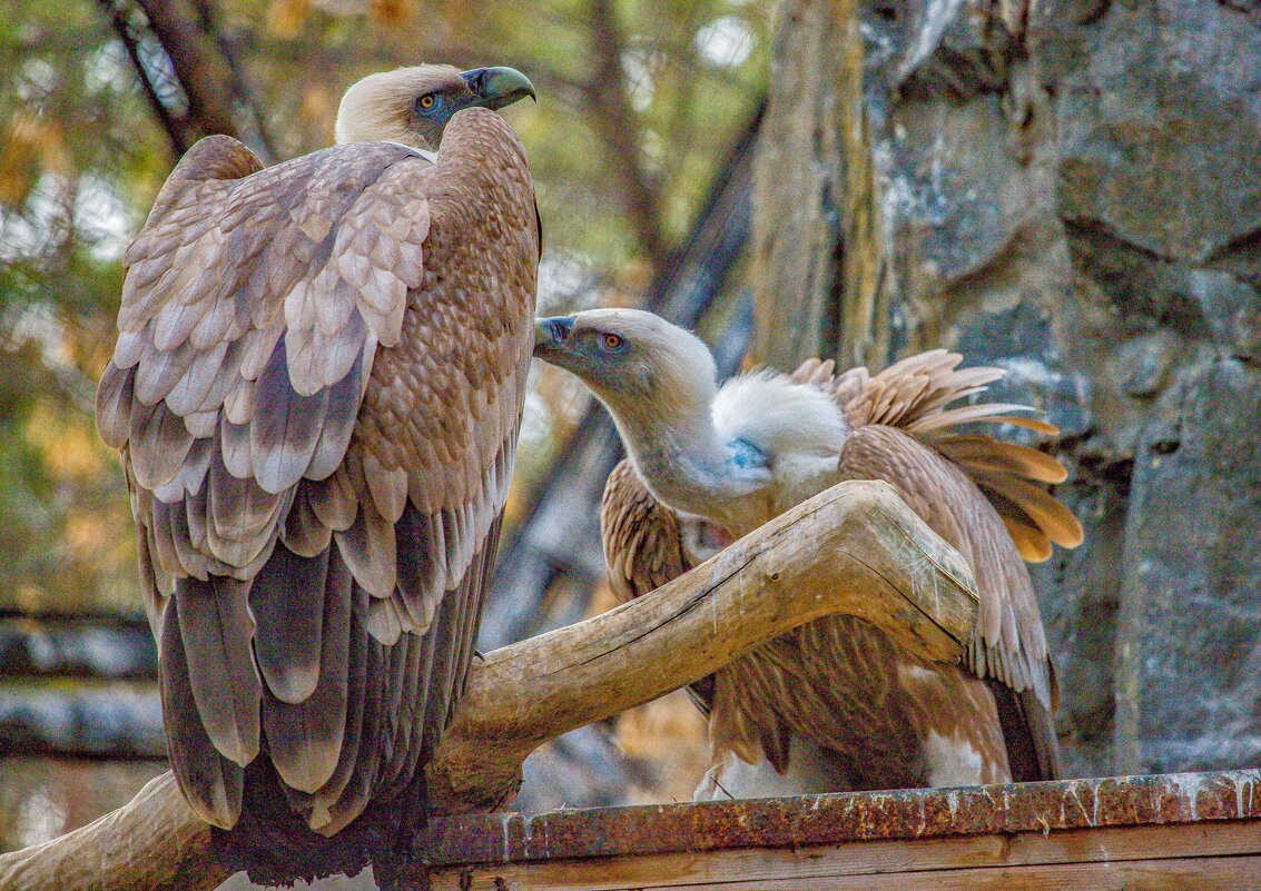 сип белоголовый - Аркадий Лаптенко