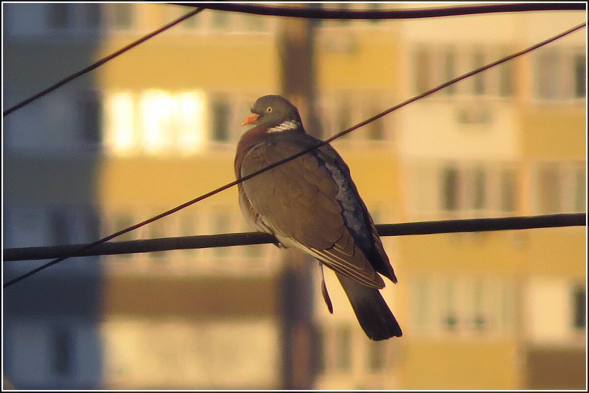 С ошейником - Сеня Белгородский