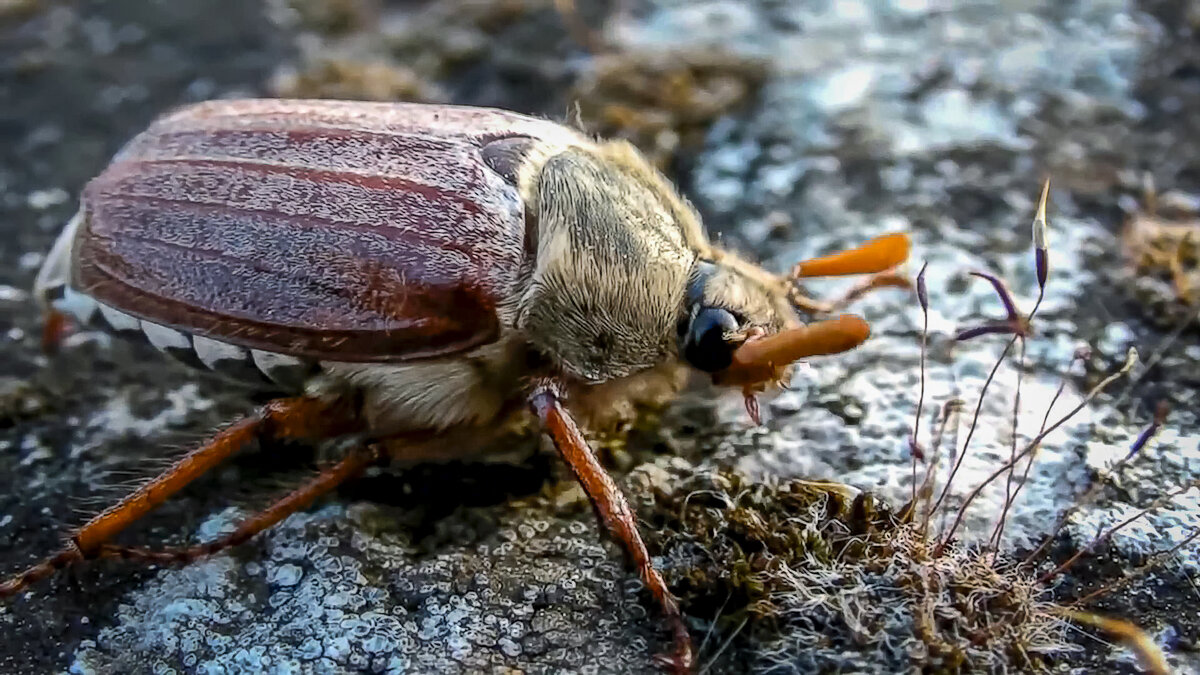 Хрущ майский западный - Aleksey Afonin