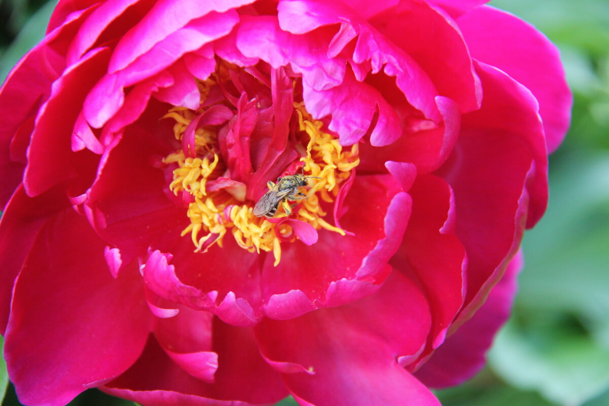 ЦВЕТУЩИЙ ПИОН С ПЧЕЛКОЙ - Валентина 