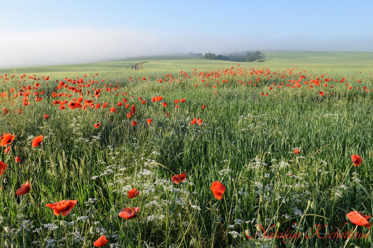 Природа Крыма - Изумительная Космея