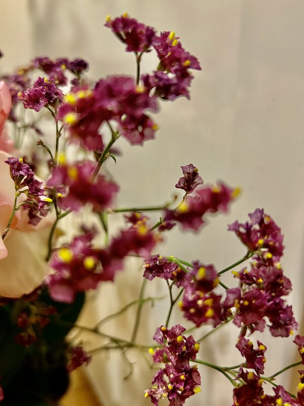 Сухоцвет - Натали 