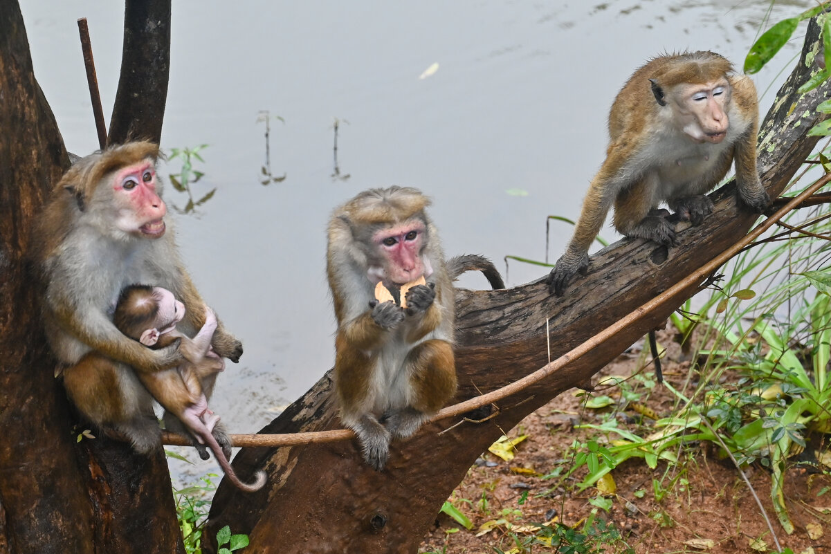 Шри-Ланка. Живность. - Александр Беляков