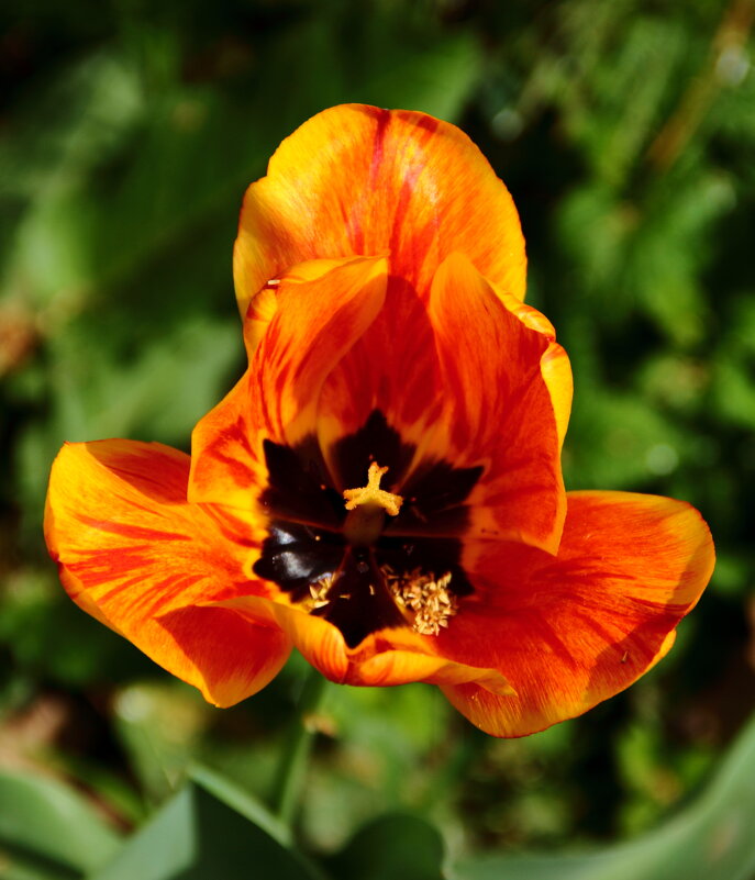 Ждём весну! - Светлана 