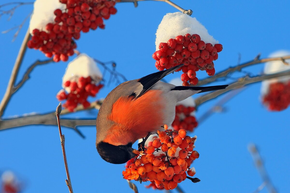 Приятного аппетита. - Николай Рубцов