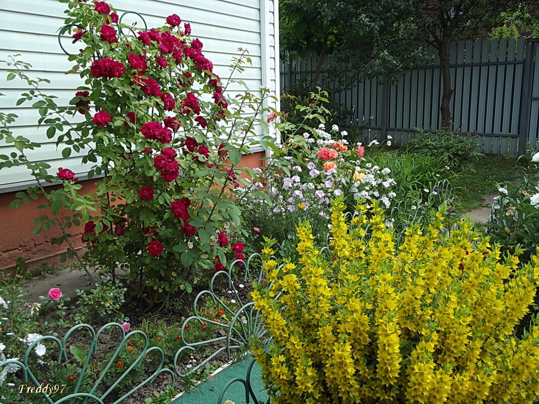 Цветы - Freddy 97