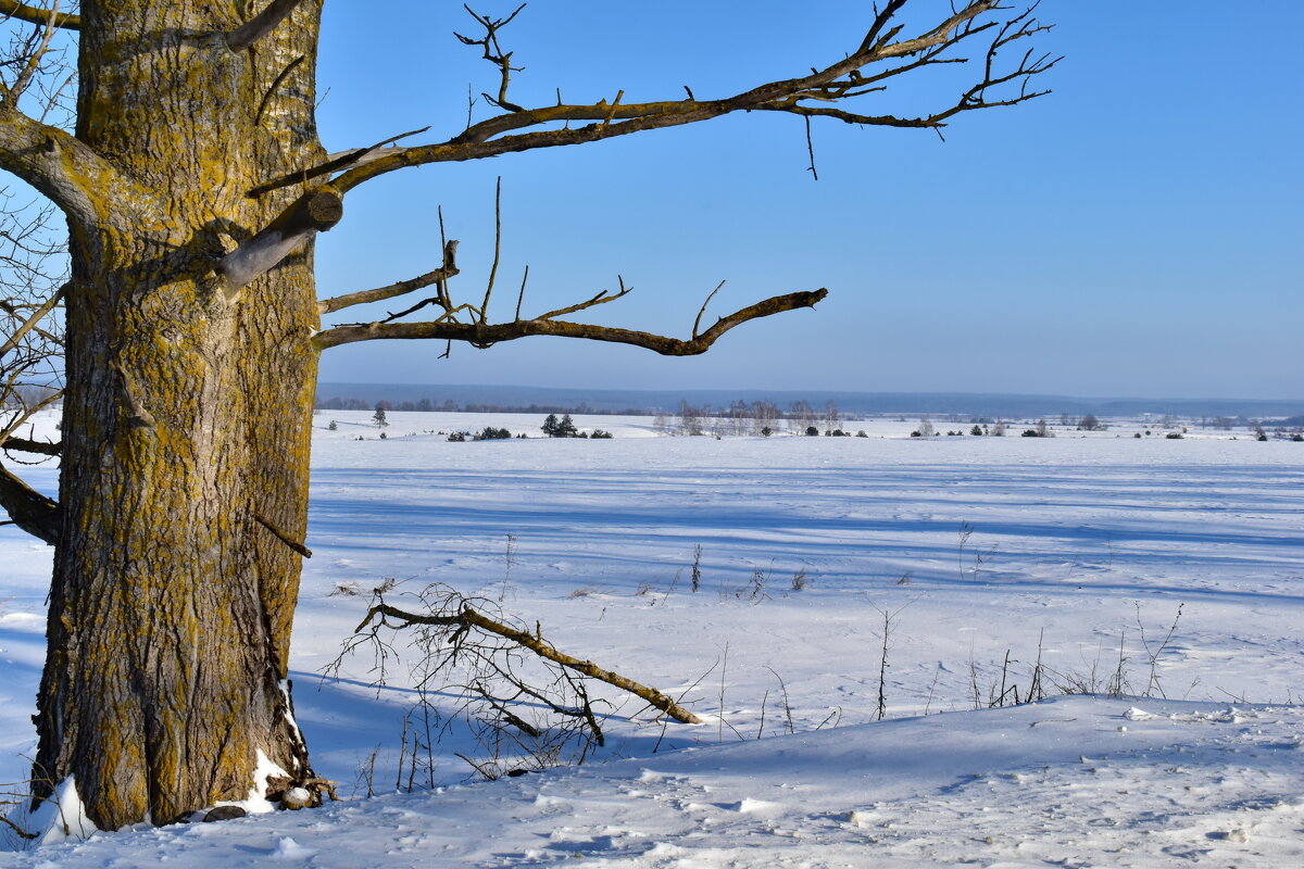 Из жизни деревьев - Роман Пацкевич