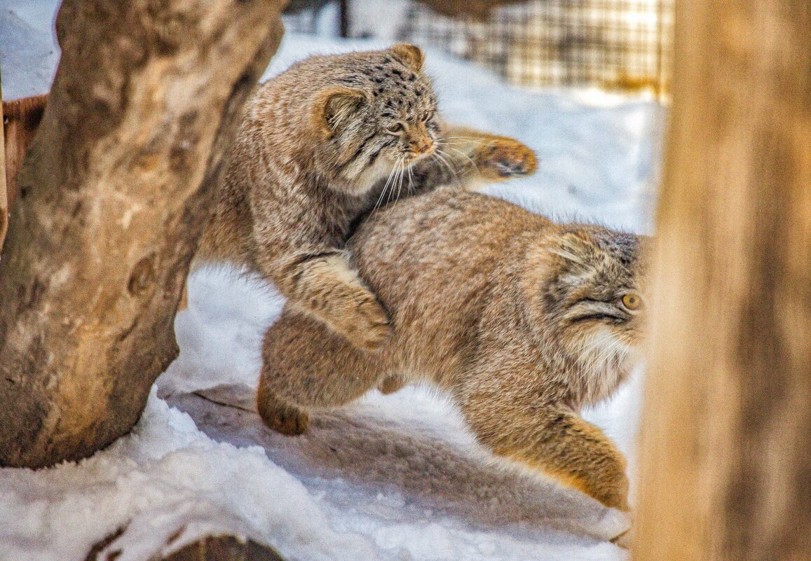 манулы резвятся - Аркадий Лаптенко