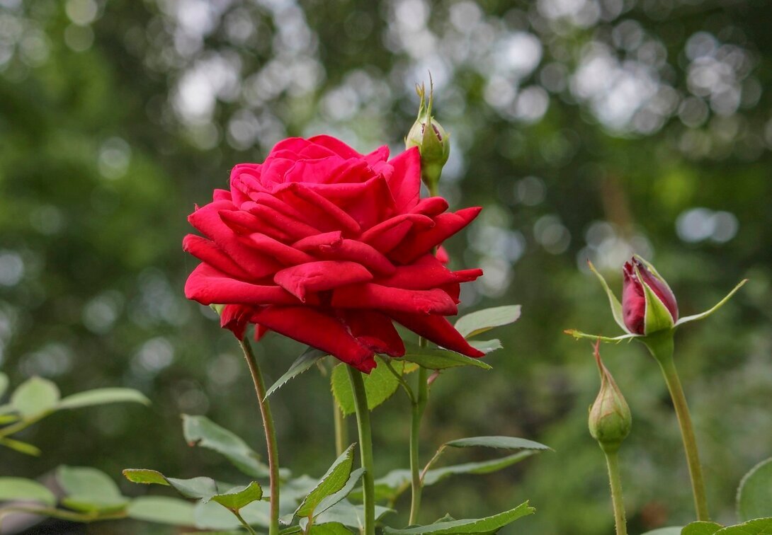 В саду - елена беликова