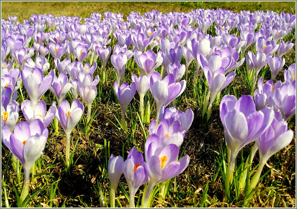 Целое поле крокусов! - Лия ☼ Целое поле крокусов! - Лия ☼