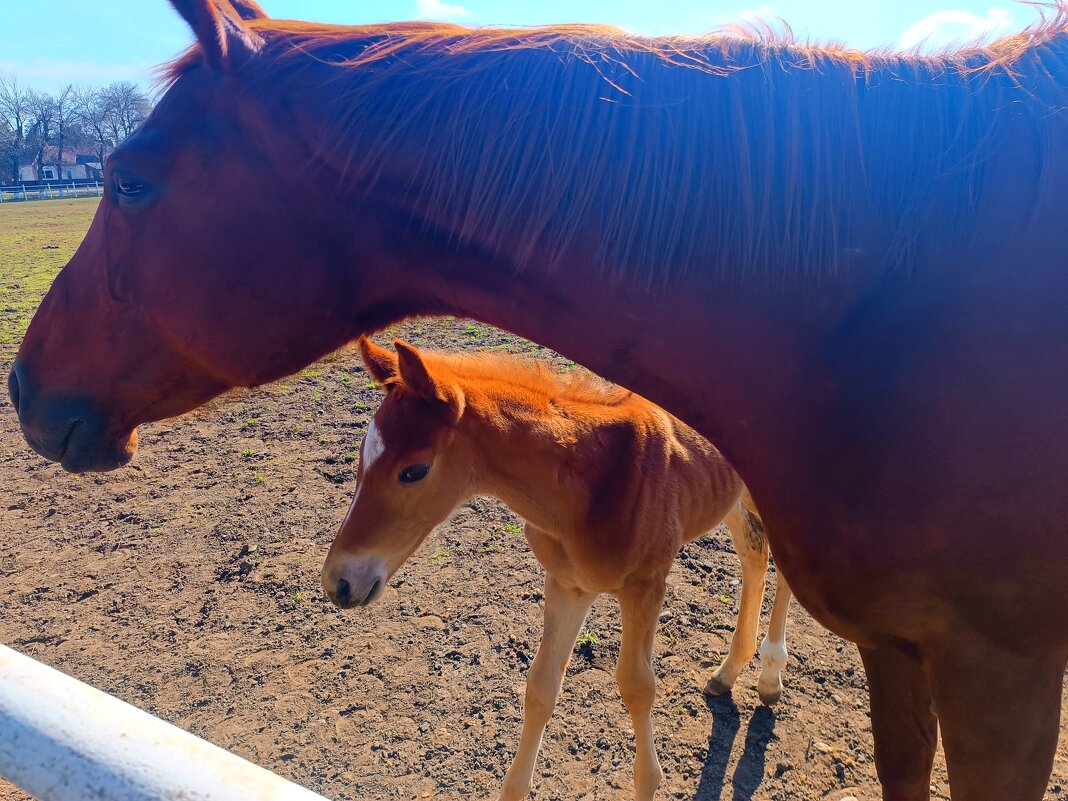 Мать с детками - Слава Коломойцев