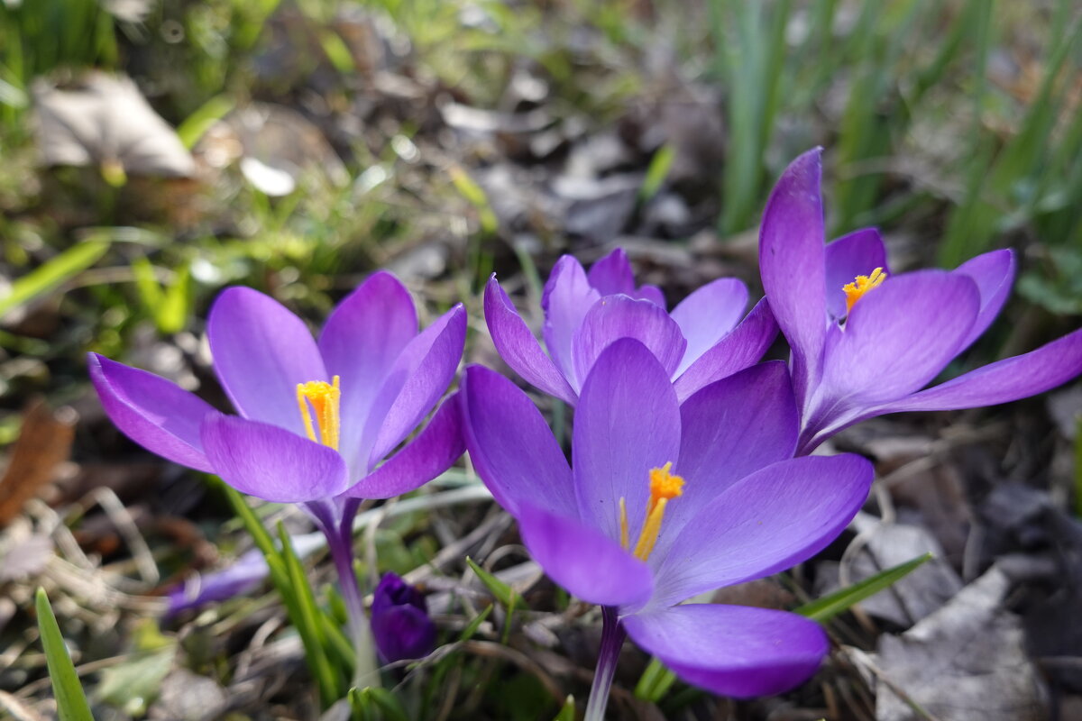 ... крокусы — это весеннее настроение, первые краски после зимы, легкость и нежность... - Галина 