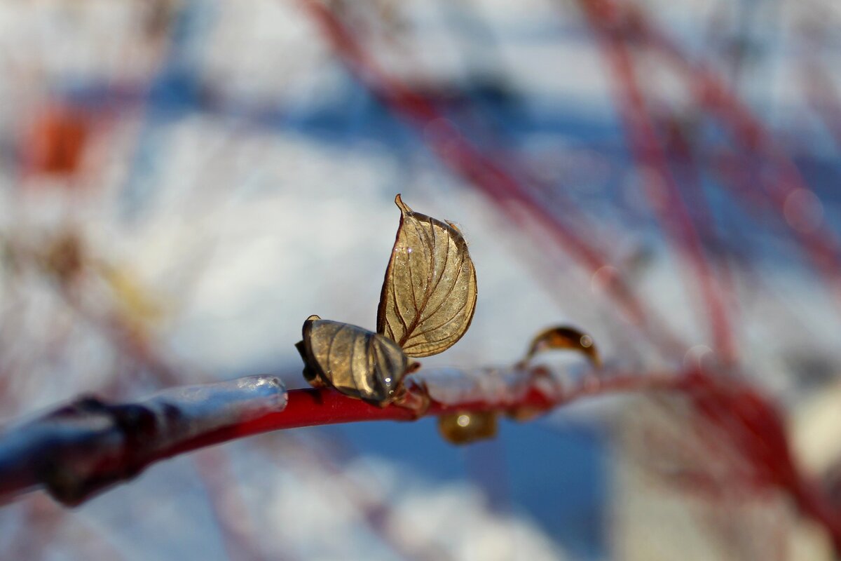 Скоро весна - Tina Kott