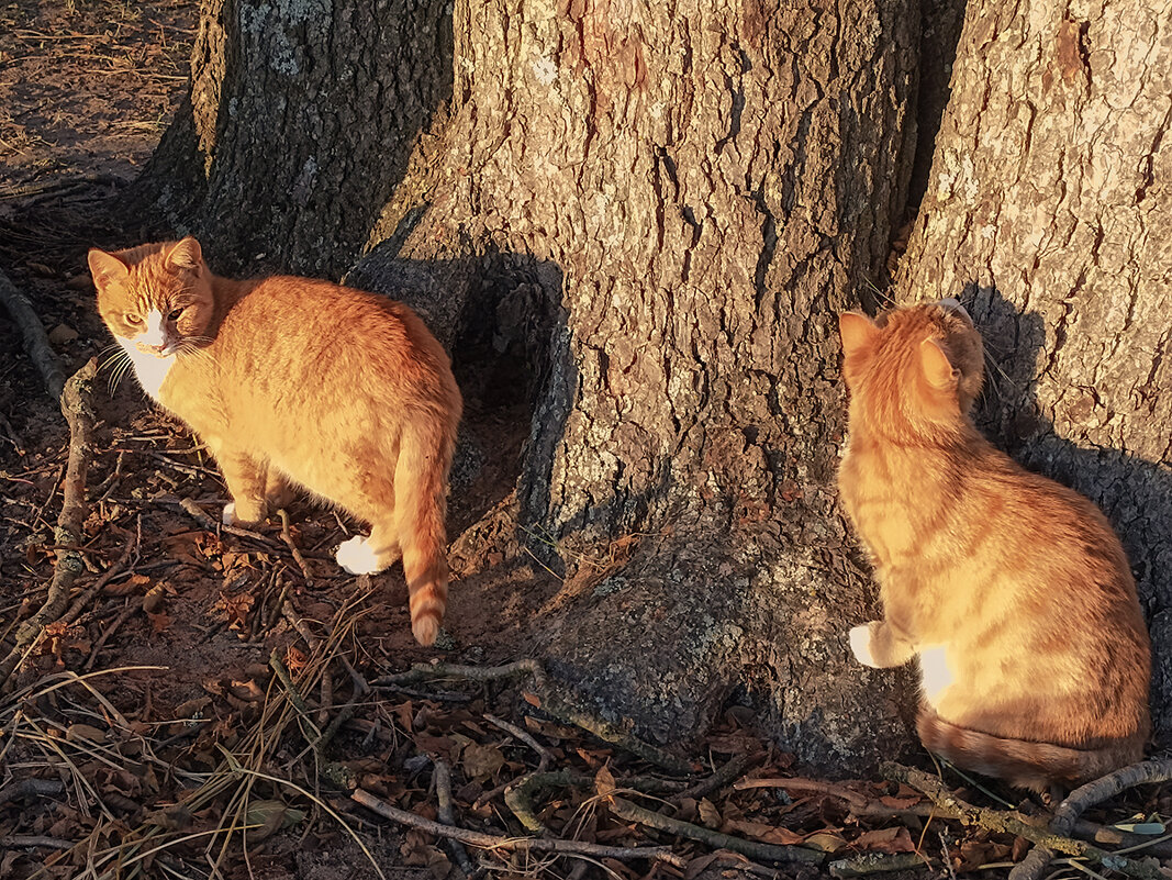 Жители Ривьеры. - Лилия *