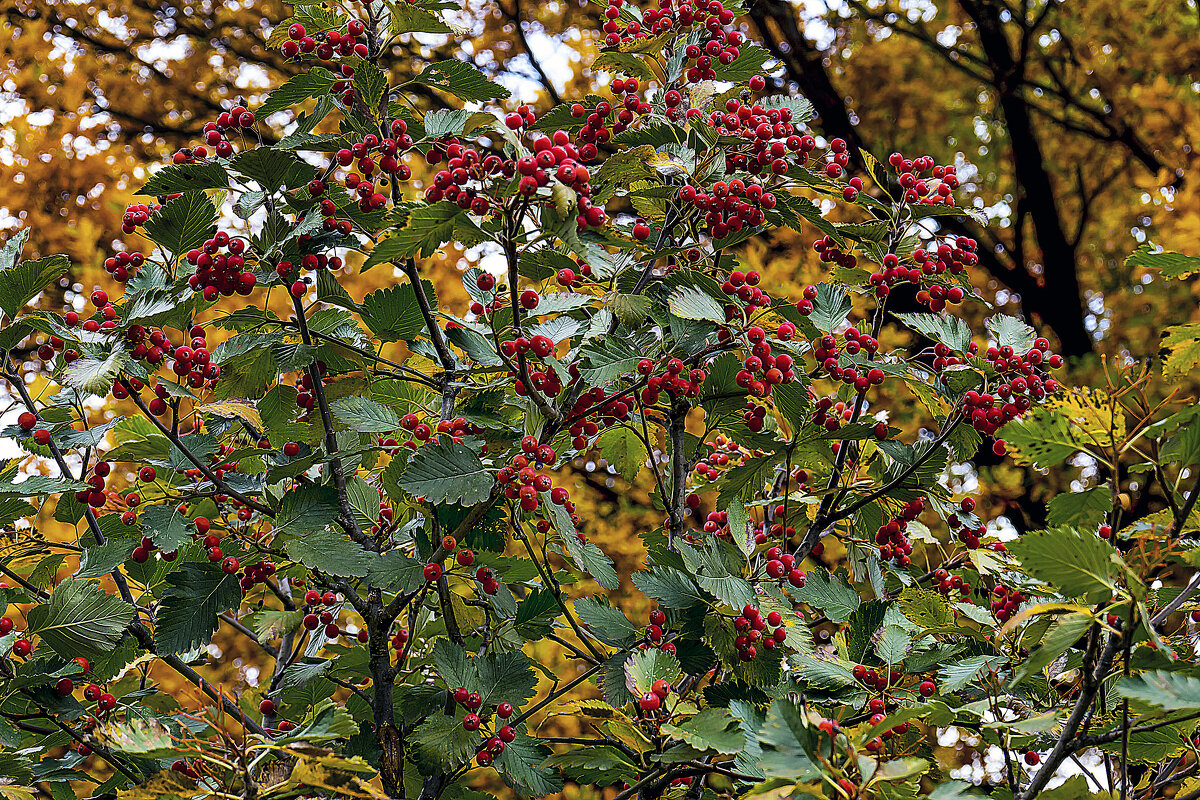 Урожай рябины красной - Владимир Кроливец