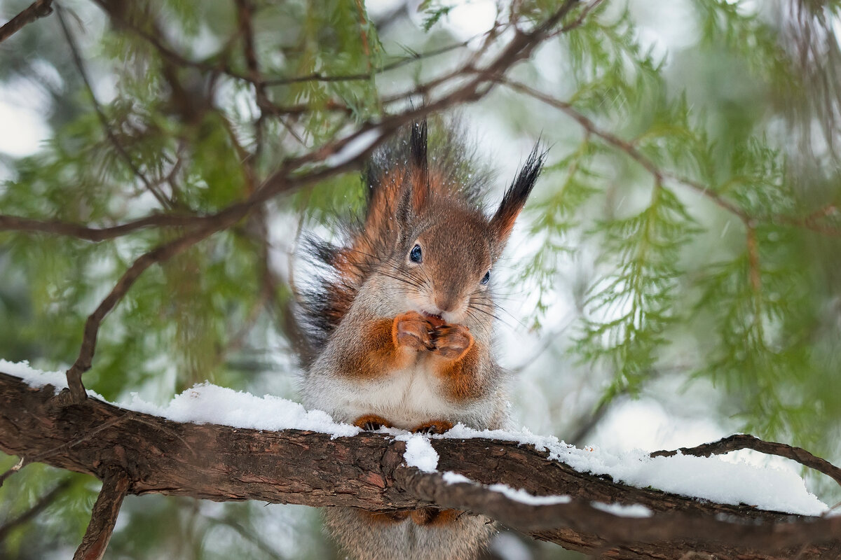 Белка - Alex Bush