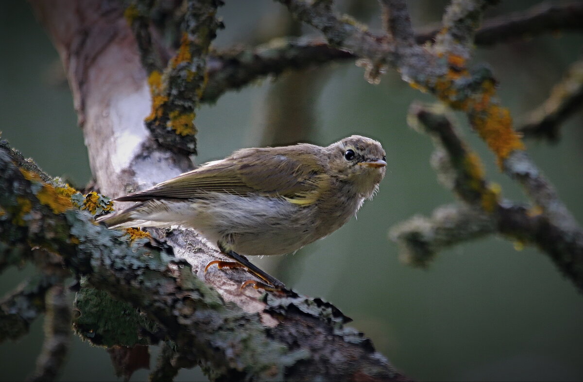 к свету... - Andrey Bragin 