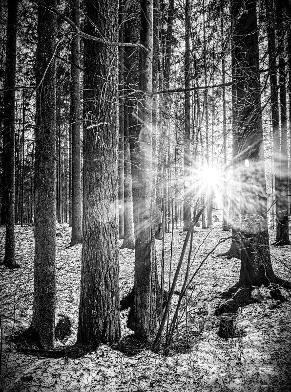 Контрасты леса - Григорий П