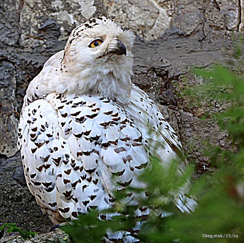 редкие птицы - Олег Лукьянов