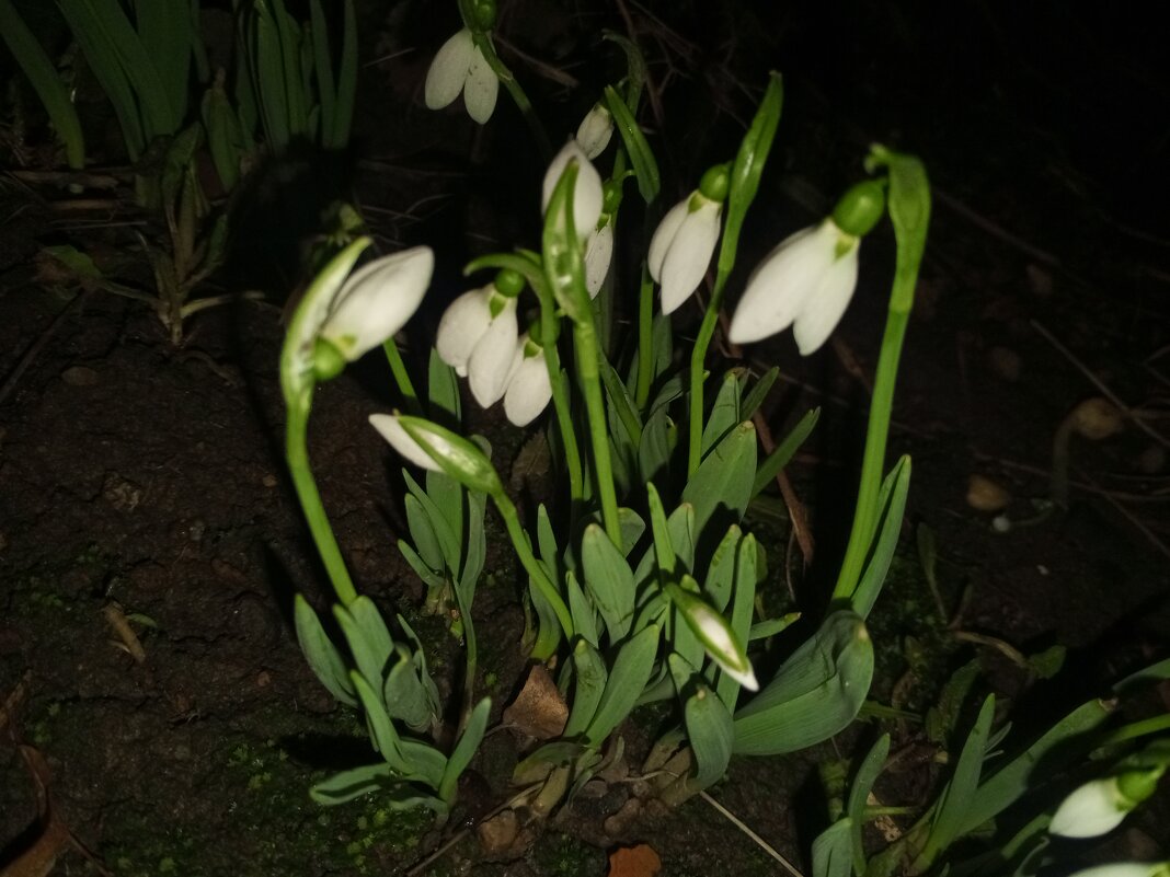 Подснежник - Сапсан 