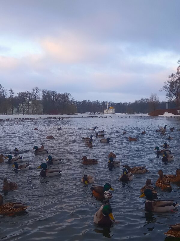 Рассвет и утки - Сапсан 