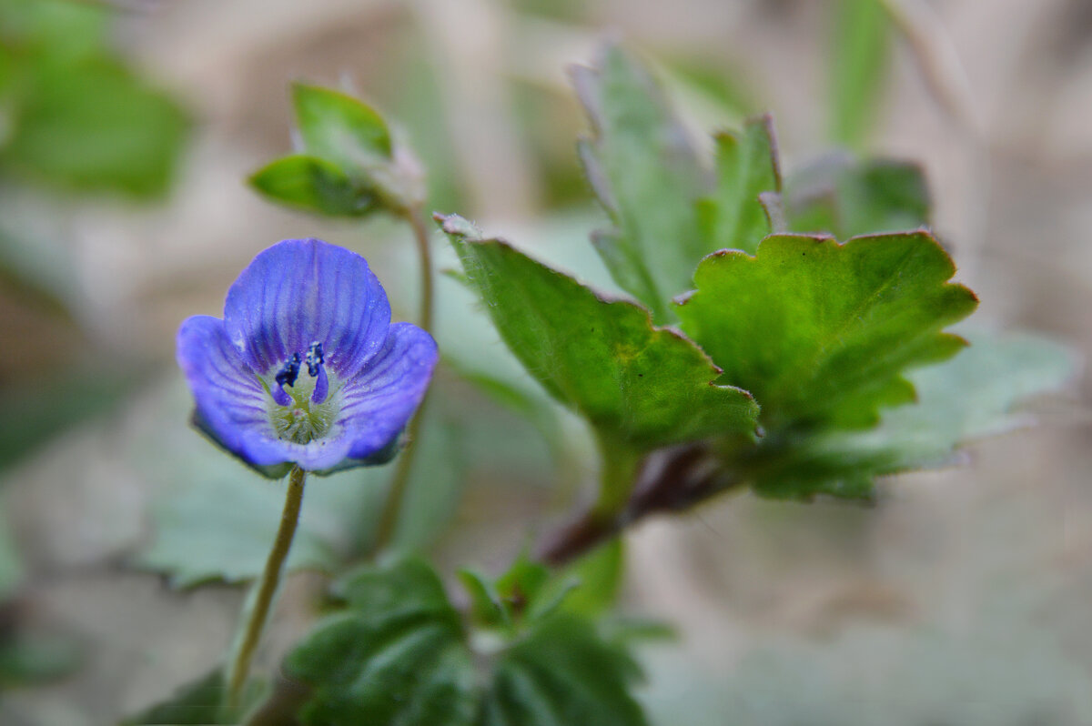 Вероника - Надежда Куркина 