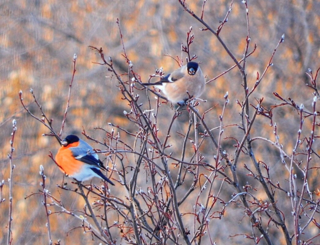 Пора подкрепиться!   ( вкусные почки  )  ) - Елена Хайдукова  ( Elena Fly )