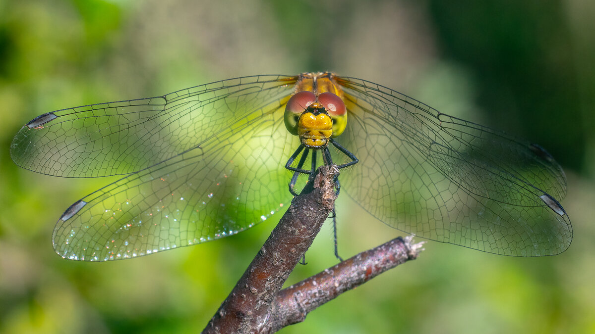 Лето. Макро - Владимир Лазарев