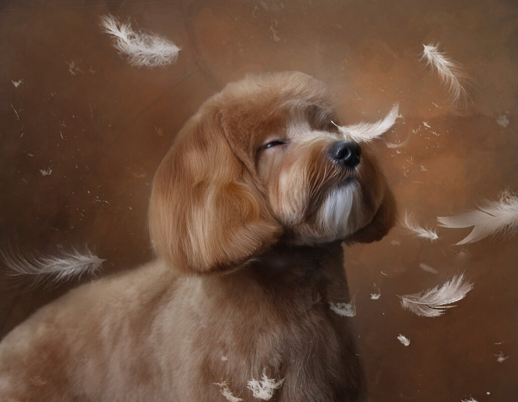 мальтипу - наталья жданюк