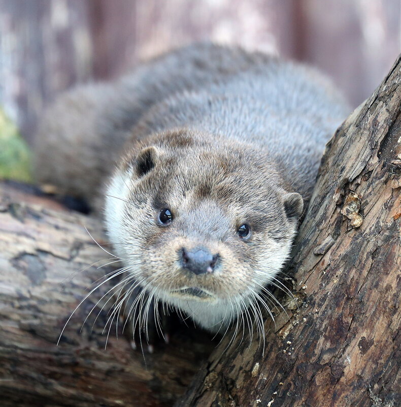 выдра - Михаил Бибичков