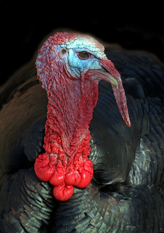 индюк - Михаил Бибичков