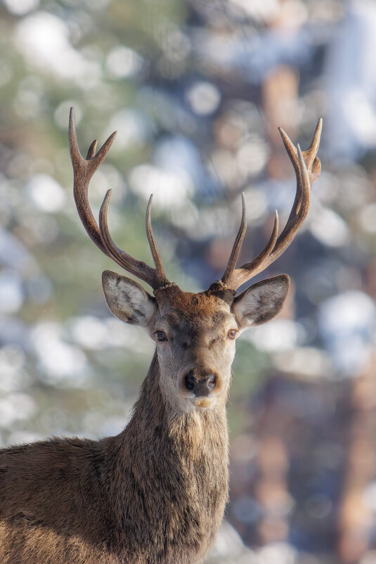 Портрет - Sergey38 