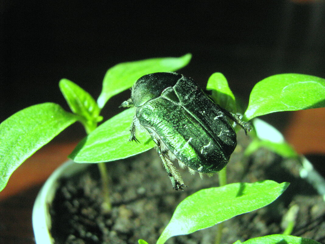 Интересно, откуда появилась бронзовка дома на рассаде? - Людмила Смородинская