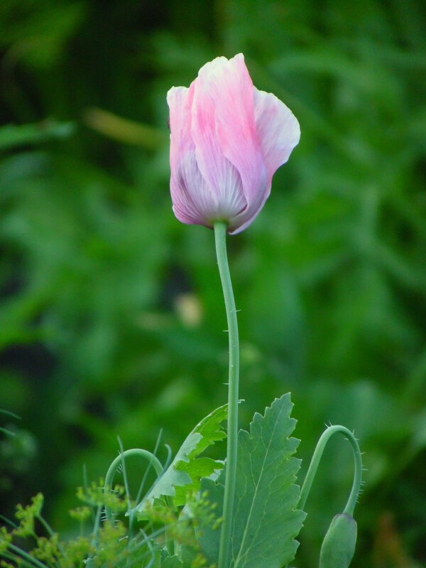 Немного о маке. - nadyasilyuk Вознюк