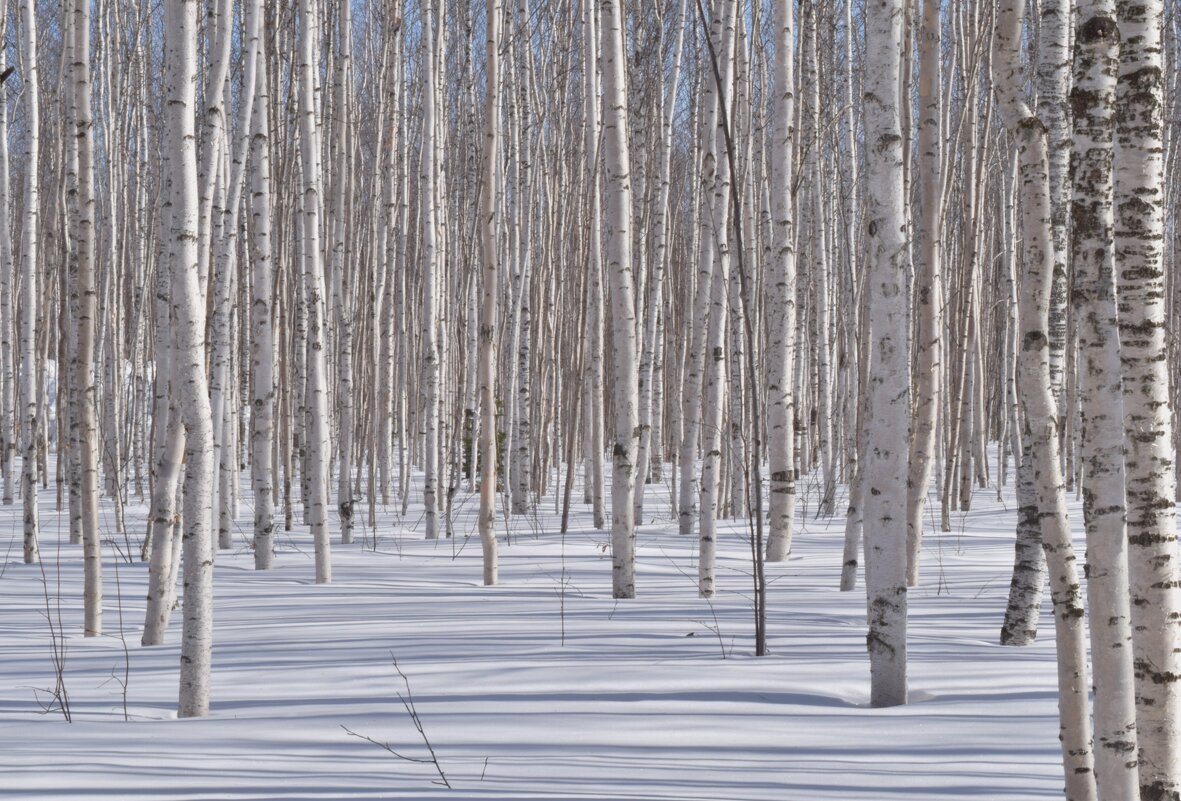 Березки - Надежда 